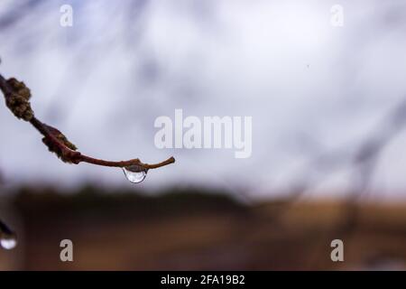 A droplet of rain from a cool drizzle collects at the end of a branch before it drips to the ground. Stock Photo