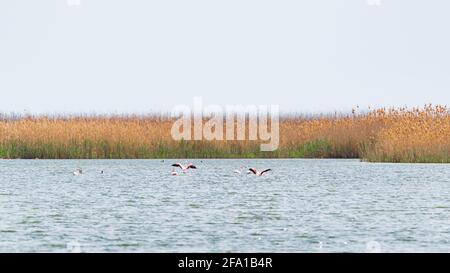Flock of flamingos on the lake Stock Photo