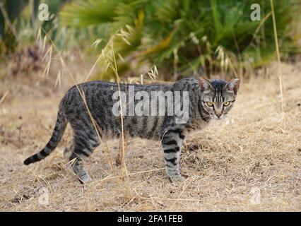 A beautiful cat. Stock Photo