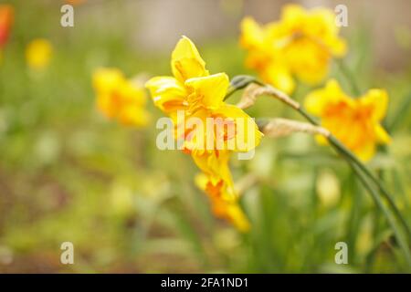 Amazing Yellow Daffodils flower field in the morning sunlight. The perfect image for spring background, flower landscape. Stock Photo