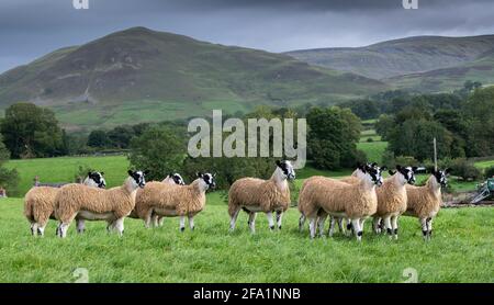 North of England mule gimmer lambs ready for sale, Cumbria, UK. Stock Photo