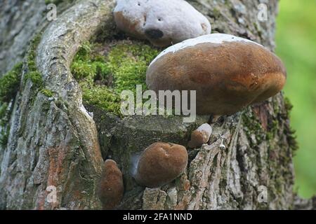 Phellinus igniarius, known as  willow bracket, or fire sponge, wild polypore from Finland Stock Photo