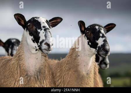 North of England mule gimmer lambs ready for sale, Cumbria, UK. Stock Photo