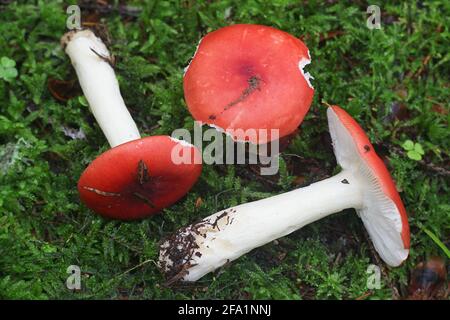 Russula emetica, commonly known as the sickener, emetic russula, or vomiting russula, wild mushroom from Finland Stock Photo