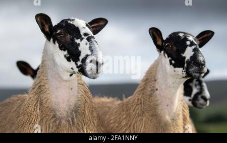 North of England mule gimmer lambs ready for sale, Cumbria, UK. Stock Photo