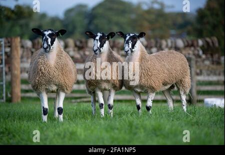 North of England mule gimmer lambs ready for sale, Cumbria, UK. Stock Photo