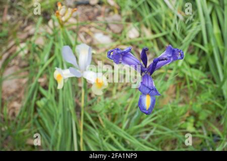 A blue and a white irises Stock Photo