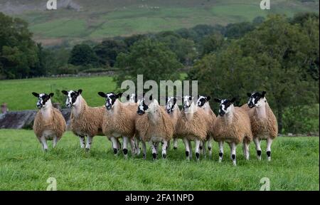 North of England mule gimmer lambs ready for sale, Cumbria, UK. Stock Photo