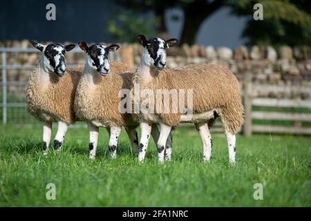 North of England mule gimmer lambs ready for sale, Cumbria, UK.
