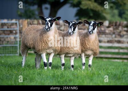 North of England mule gimmer lambs ready for sale, Cumbria, UK. Stock Photo