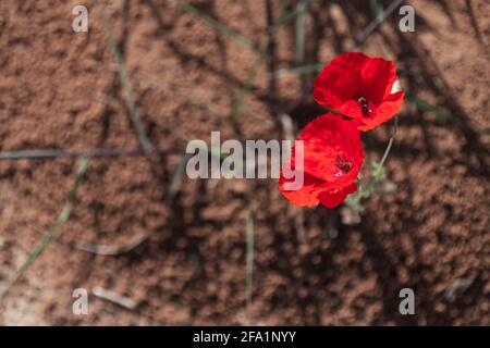 Top view of two flowers of red poppies close-up on the background of the earth Stock Photo