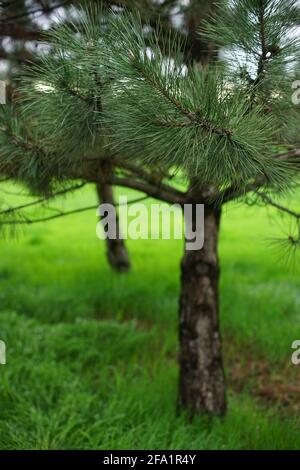 Spring forest with pine trees and green grass. Stock Photo