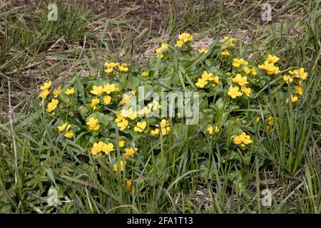 Clump of Marsh Marigolds or Kingcups Caltha palustris in flower in wetland area Cricklade North Meadon SSSI UK Stock Photo