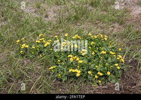 Clump of Marsh Marigolds or Kingcups Caltha palustris in flower in wetland area Cricklade North Meadon SSSI UK Stock Photo