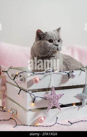 Cute grey British shorthair cat in a Christmas gift box. Cat as a gift, Christmas mood. Stock Photo