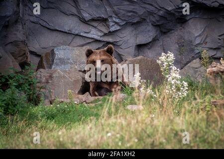 Lying Kamchatka bear with outstretched tongue on a meadow in front of a rock wall. Stock Photo