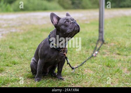 Gray small cute French bulldog with dog leash on a meadow. Photo for animal lovers, dog lovers or backgrounds. Stock Photo