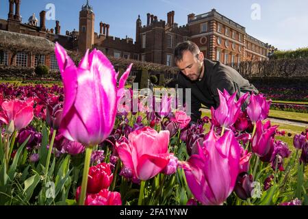 Gardner James Randall tends to Tulips at the first ever Hampton Court Tulip Festival at Hampton Court Palace, south west London. The Tudor palace is preparing to reopen to members of the public following the easing of lockdown restrictions. Picture date: Thursday April 22, 2021. Stock Photo