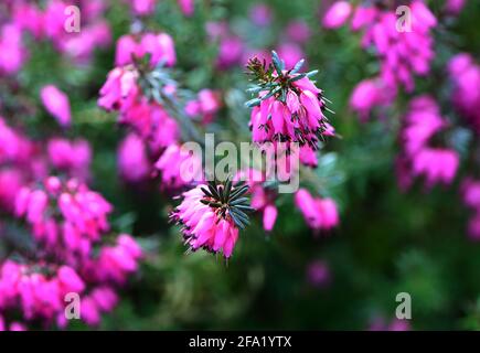Close up of blooming Spring Heath (Erica darleyensis) in a garden, Austria Stock Photo