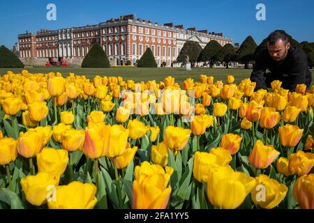 Gardner James Randall tends to Tulips at the first ever Hampton Court Tulip Festival at Hampton Court Palace, south west London. The Tudor palace is preparing to reopen to members of the public following the easing of lockdown restrictions. Picture date: Thursday April 22, 2021. Stock Photo