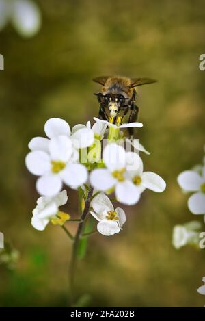 Hairy Footed Flower Bee (Anthophora plumipes) collecting pollen and nectar on early flowering spring. Austria, Europe Stock Photo