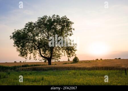 A European Ash tree silhouetted against a warm sky at sunset in countryside on the Mendip Hills, Somerset, England. Stock Photo