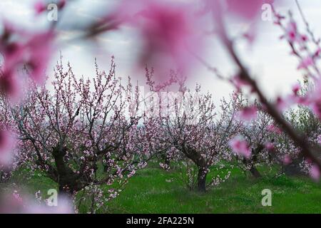 Peach gardens blooms in spring. Beautiful pink landscape. Delicate flowers on the trees. Growing peaches in a well-kept garden. Amazing atmospheric ev Stock Photo