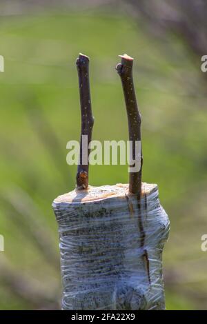 Inoculation on a tree. Young shoots of apple trees grafted on an old tree root. Stock Photo