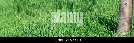 Panorama of green grass under a tree, lawn in an apple orchard. Stock Photo