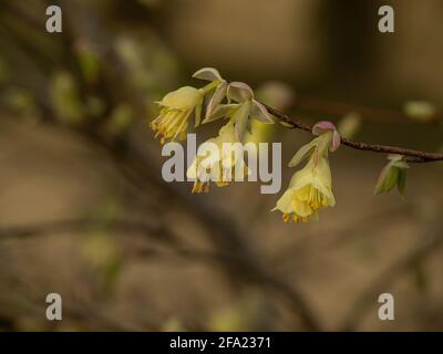 A close up of the delicate pale yellow flowers of Corylopsis pauciflora Stock Photo