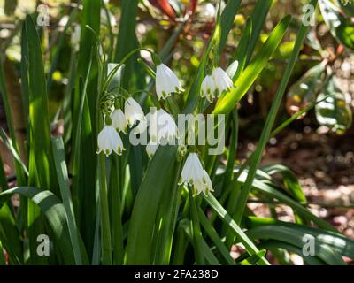 A group of the hanging white bell shaped flowers of the summers snowflake  Leucojum aestivum Gravetye Giant Stock Photo
