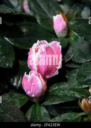 Azalea, Formosa Azalea, Sim's Azalea, (Rhododendron simsii), buds Stock Photo