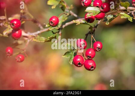 common hawthorn, singleseed hawthorn, English hawthorn (Crataegus monogyna), twig with fruits, Germany Stock Photo