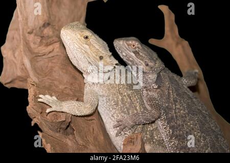 Central Bearded Dragon (Pogona vitticeps), two bearded dragons at a branch Stock Photo