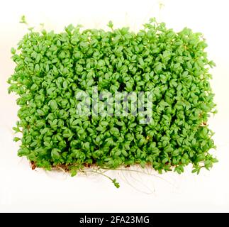 garden cress (Lepidium sativum), germinated garden cress Stock Photo