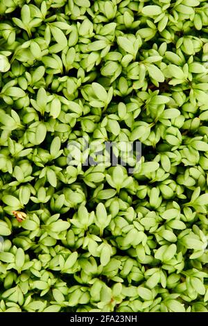 garden cress (Lepidium sativum), germinated garden cress Stock Photo