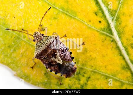 parent bug, mothering bug (Elasmucha grisea), sits on a leaf, Austria Stock Photo