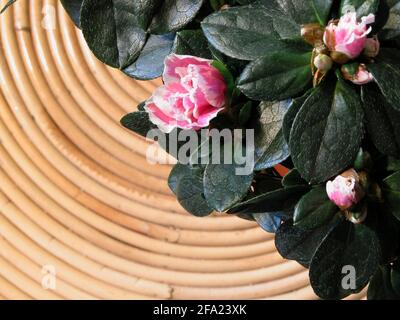 Azalea, Formosa Azalea, Sim's Azalea, (Rhododendron simsii), ist watered Stock Photo