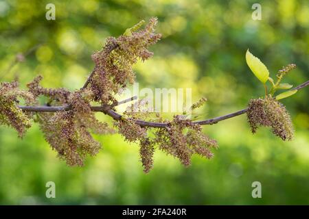 Narrow Leaved Ash, Fraxinus Angustifolia, Flowers Stock Photo