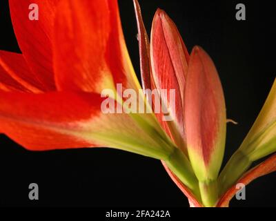 amaryllis (Hippeastrum hybride), flower buds against black background Stock Photo