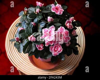 Azalea, Formosa Azalea, Sim's Azalea, (Rhododendron simsii), ist watered Stock Photo