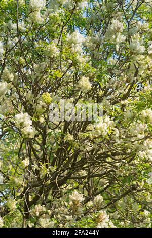 Manna Ash Tree, Fraxinus Ornus, Blooming Stock Photo