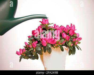 Azalea, Formosa Azalea, Sim's Azalea, (Rhododendron simsii), ist watered Stock Photo