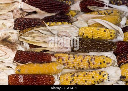 Indian corn, maize (Zea mays), different maize-cobs Stock Photo