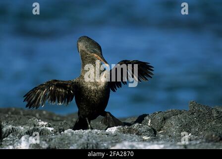 Flightless Cormorant Nannopterum harrisi Fernandina Island Galapagos BI002208 Stock Photo