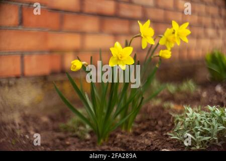 Yellow flowers daffodils grow in a spring garden near a brick fence. Stock Photo
