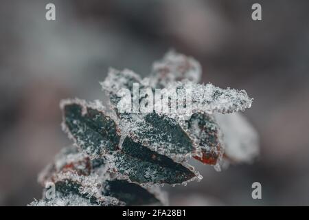 Close up of leafs and plants covered with hoarfrost Stock Photo