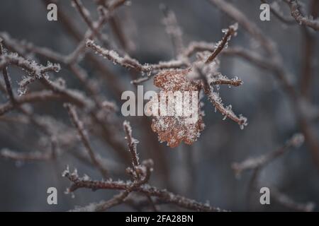Close up of leafs and plants covered with hoarfrost Stock Photo