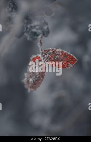 Close up of leafs and plants covered with hoarfrost Stock Photo