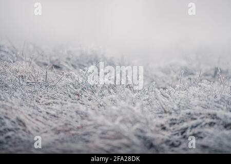 Morning frost on the grass Stock Photo